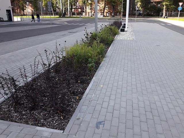 Zāliena un apstādījumu ierīkošana, jumta dārza izveide 12