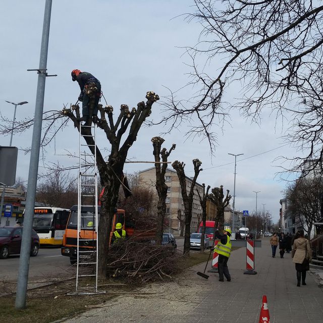 Koku un krūmu kopšana, koku kopšana, krūmu kopšana, zaru griešana, augļu koku zaru griešana, krūmu cirpšana 5