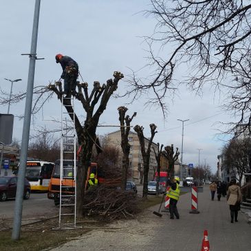 Koku un krūmu kopšana, koku kopšana, krūmu kopšana, zaru griešana, augļu koku zaru griešana, krūmu cirpšana 5