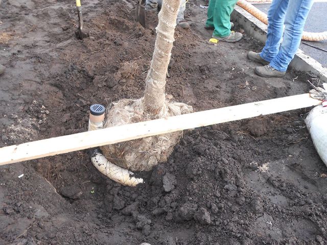 Koku dižstādu, krūmu stādīšana, solu, urnu, koku konteineru, velostatīvu, koku stumbru un sakņu aizsargu, karogu mastu, žogu uzstādīšana 4