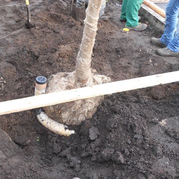 Koku dižstādu, krūmu stādīšana, solu, urnu, koku konteineru, velostatīvu, koku stumbru un sakņu aizsargu, karogu mastu, žogu uzstādīšana 4