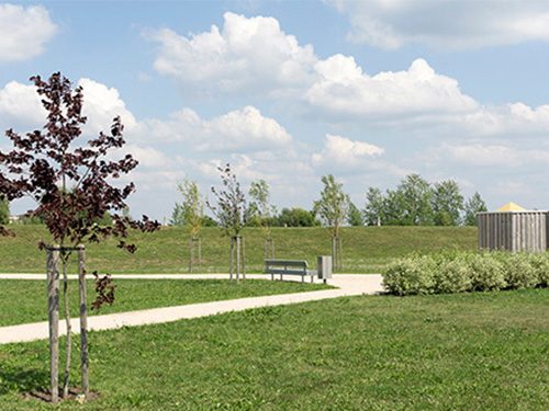 Planting of trees and shrubs