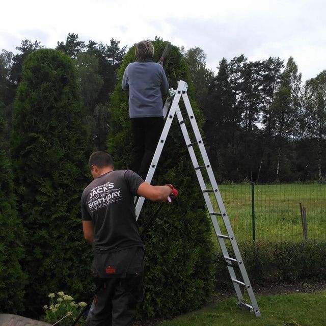 Koku un krūmu kopšana, koku kopšana, krūmu kopšana, zaru griešana, augļu koku zaru griešana, krūmu cirpšana 4