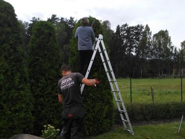 Koku un krūmu kopšana, koku kopšana, krūmu kopšana, zaru griešana, augļu koku zaru griešana, krūmu cirpšana 4