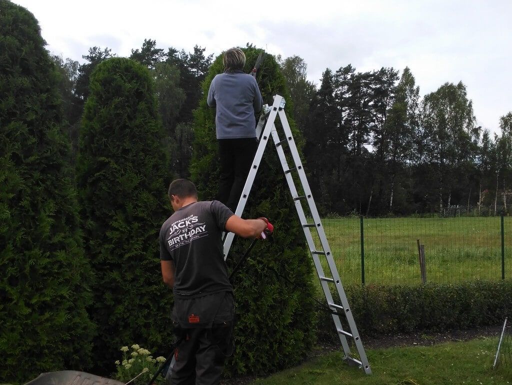 Maintenance - trees and shrubs 4
