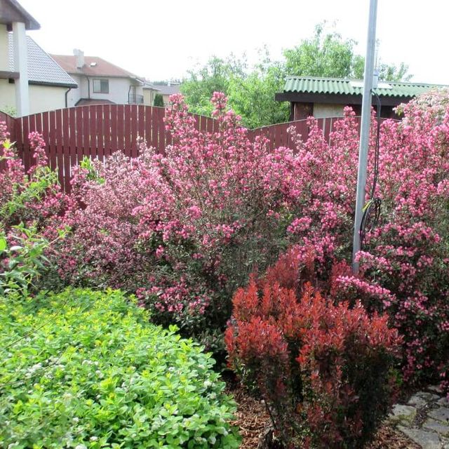 Private house garden maintenance 2