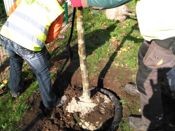 Koku un krūmu stādījumu ierīkošana, apstādījumu ierīkošana Alejas projekti 6