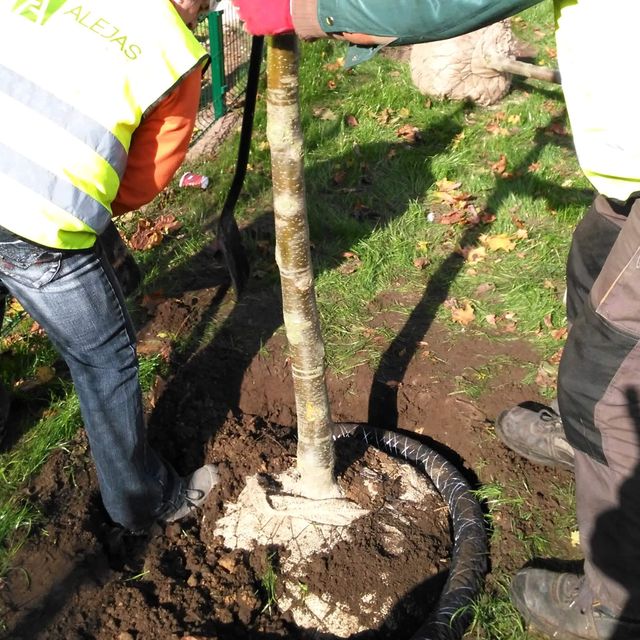 Planting of threes and shrubs 6