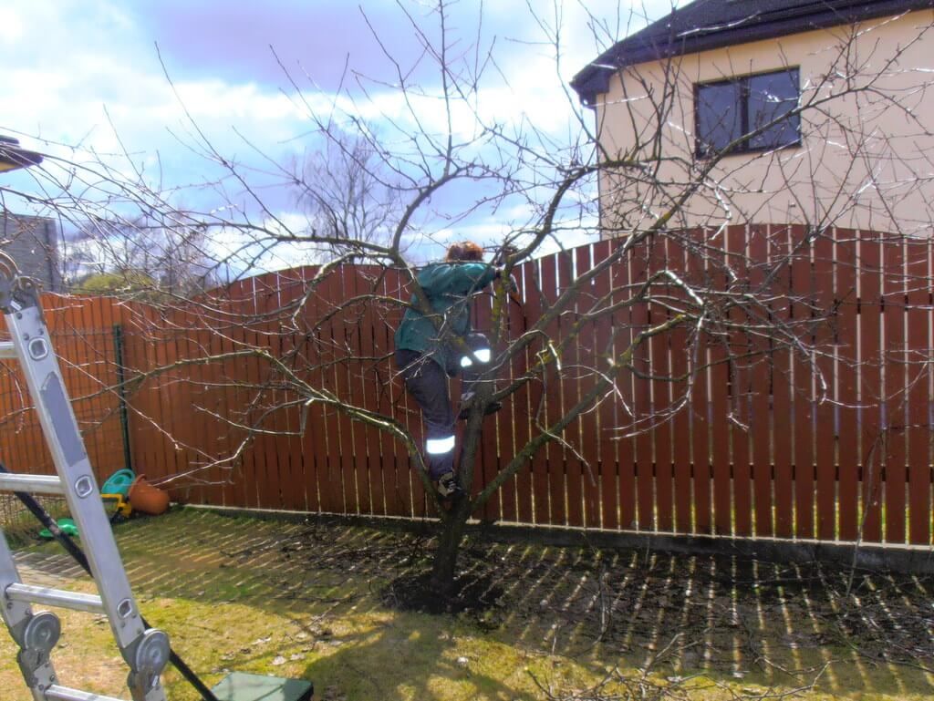 Maintenance - trees and shrubs 3