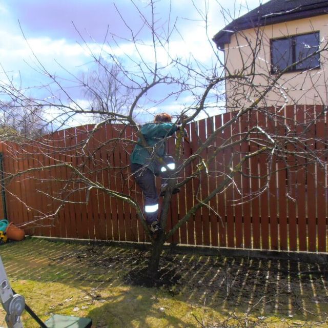 Maintenance - trees and shrubs 3