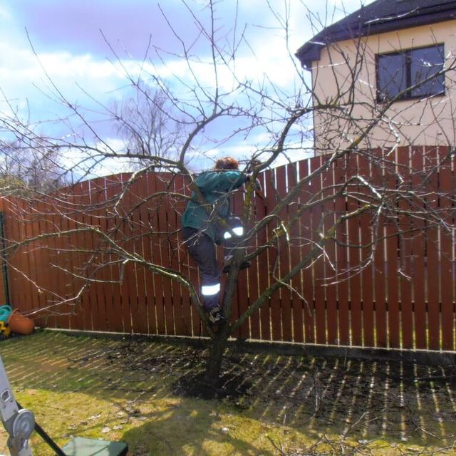 Maintenance - trees and shrubs 3