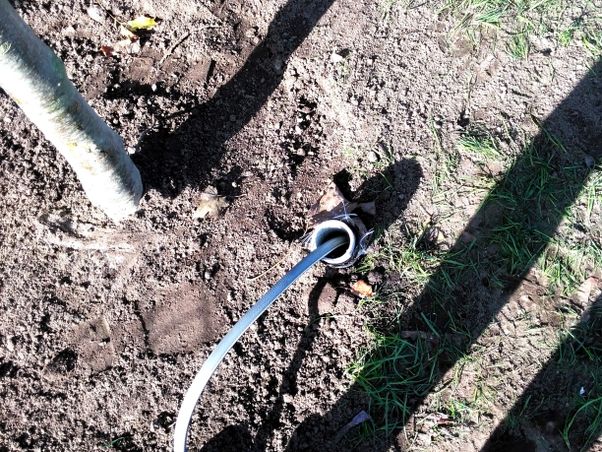 Koku un krūmu stādījumu ierīkošana, apstādījumu ierīkošana Alejas projekti 7