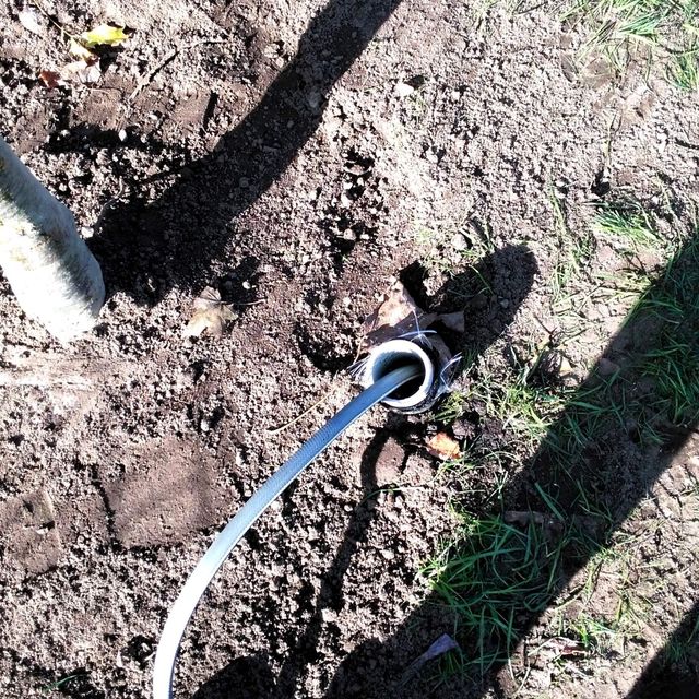 Planting of threes and shrubs 7