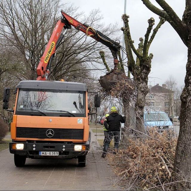 Maintenance - trees and shrubs 1