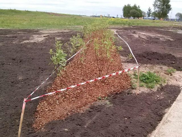 sporta laukumu izbūve, labiekārtojuma elementu uzstādīšana, rotaļu iekārtu un sporta inventāra piegāde un uzstādīšana, zāliena un apstādījumu ierīkošana 13