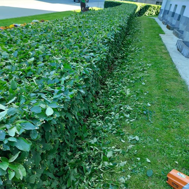 Maintenance - trees and shrubs 7