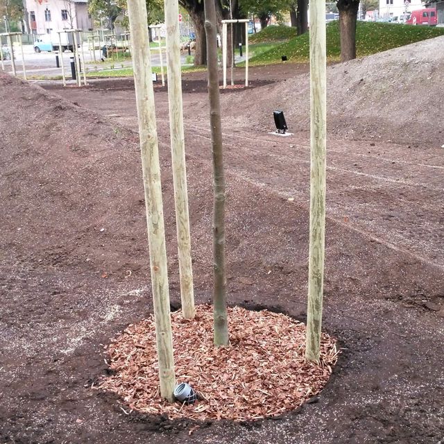 Planting of threes and shrubs 8