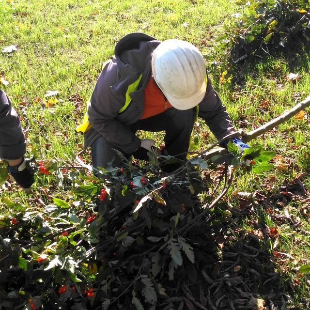 Planting of threes and shrubs 9