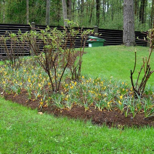 Private house garden maintenance 4