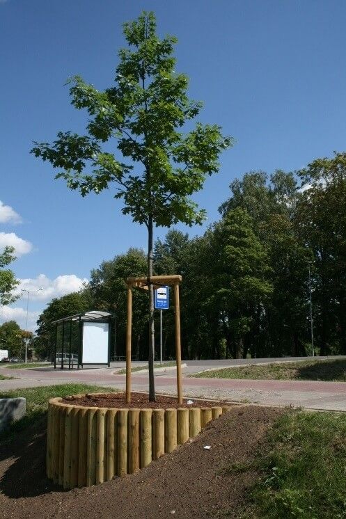 Koku un krūmu stādījumu ierīkošana, apstādījumu ierīkošana Alejas projekti 12