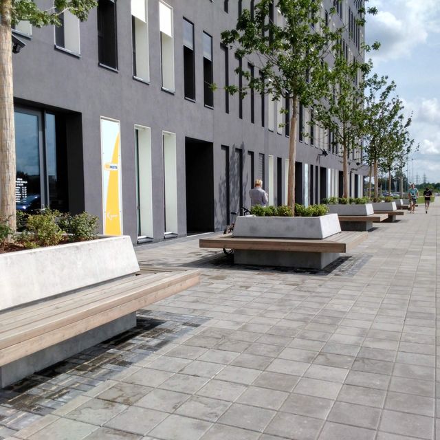 Planting of threes and shrubs 11