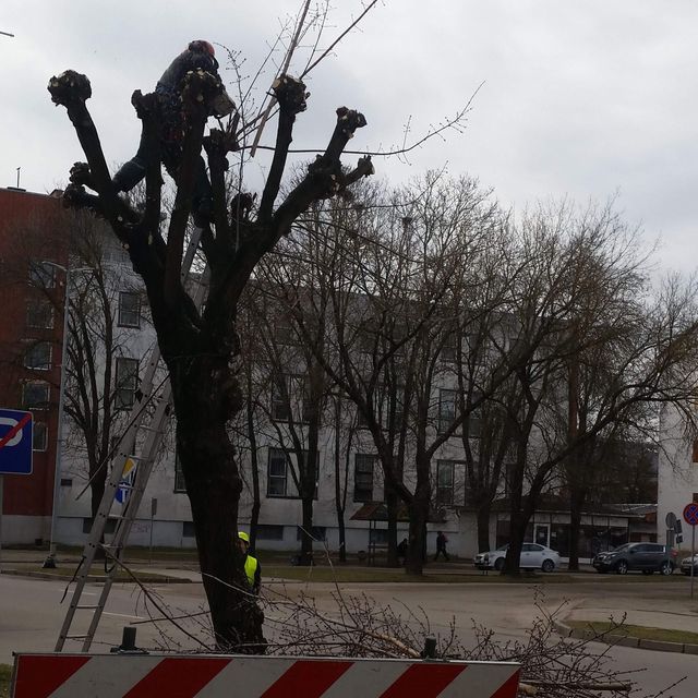 Koku un krūmu kopšana, koku kopšana, krūmu kopšana, zaru griešana, augļu koku zaru griešana, krūmu cirpšana 1