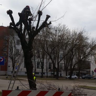 Koku un krūmu kopšana, koku kopšana, krūmu kopšana, zaru griešana, augļu koku zaru griešana, krūmu cirpšana 1