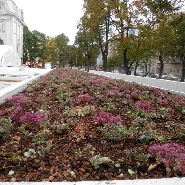Jumta dārzu ierīkošana, jumta dārzu izveide, ekstensīvie jumta dārzi, intensīvie jumta dārzi Alejas projekti 7