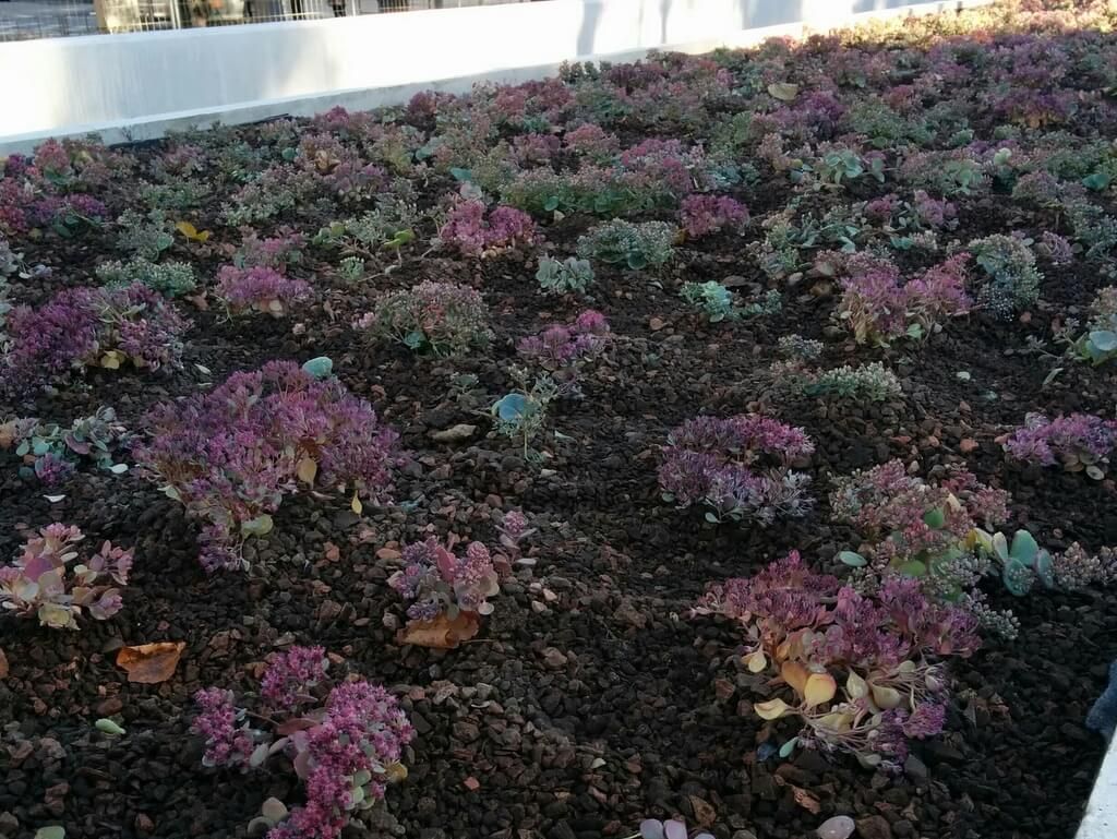 Roof gardens 8