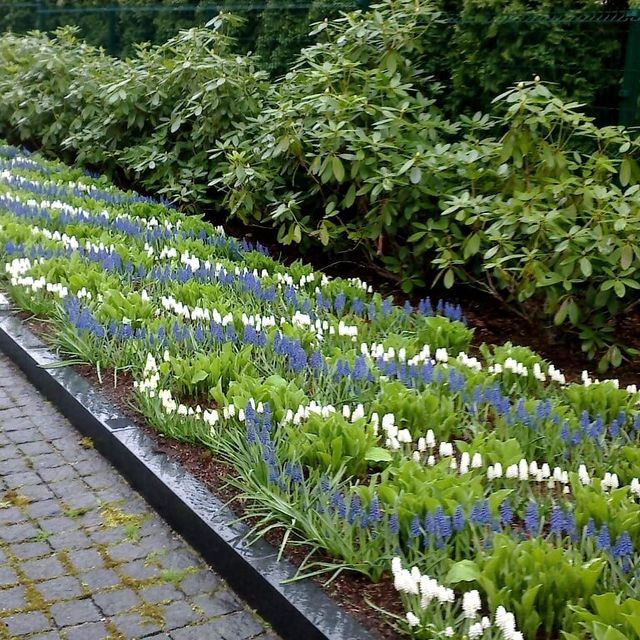 Private house garden maintenance 8