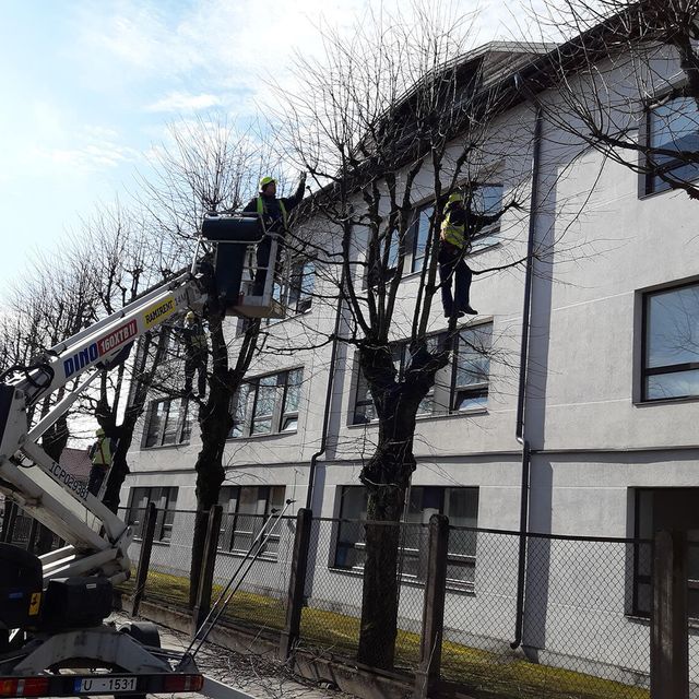 Koku un krūmu kopšana, koku kopšana, krūmu kopšana, zaru griešana, augļu koku zaru griešana, krūmu cirpšana 6