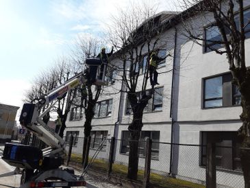 Koku un krūmu kopšana, koku kopšana, krūmu kopšana, zaru griešana, augļu koku zaru griešana, krūmu cirpšana 6